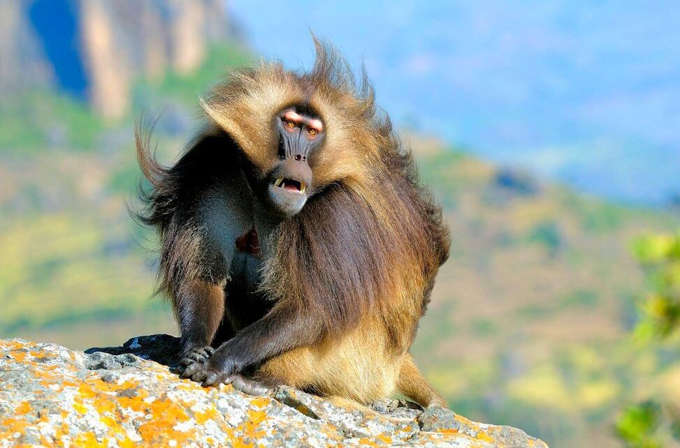 The Gelada Baboon (Theropithecus gelada)