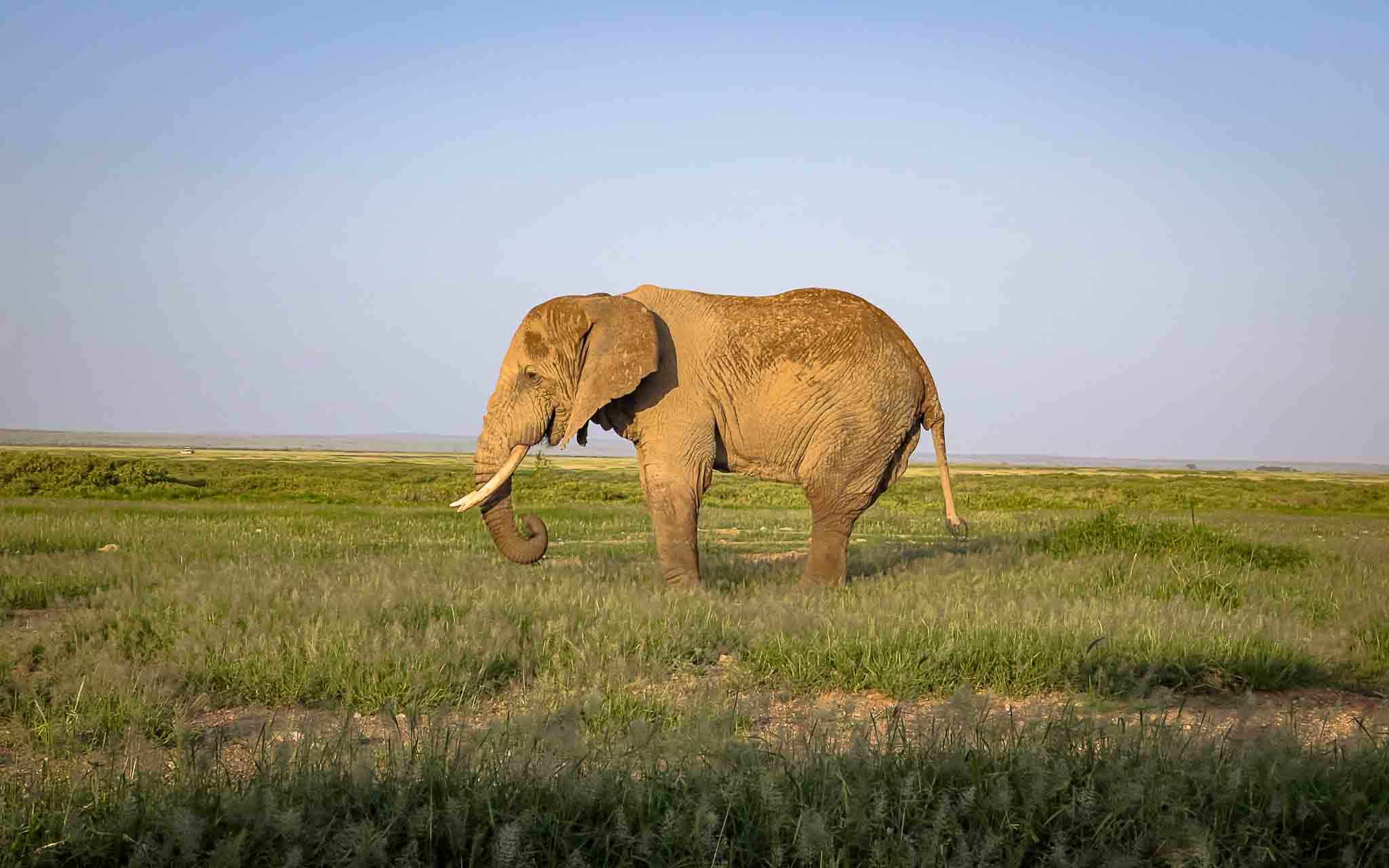 elephant of amboslei