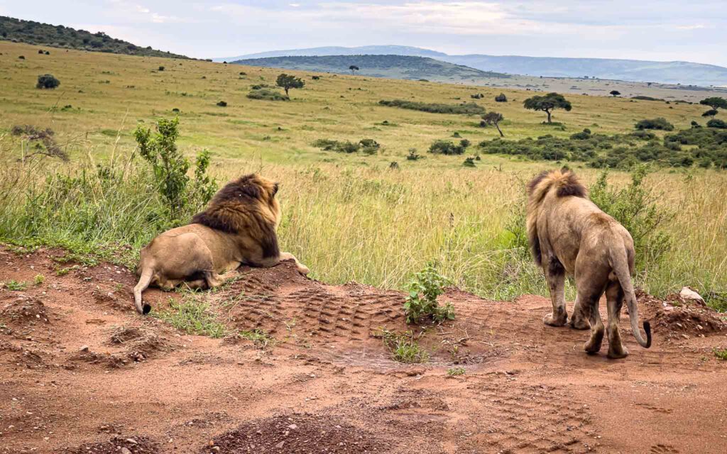 a duo of the male lions in mara Kenya