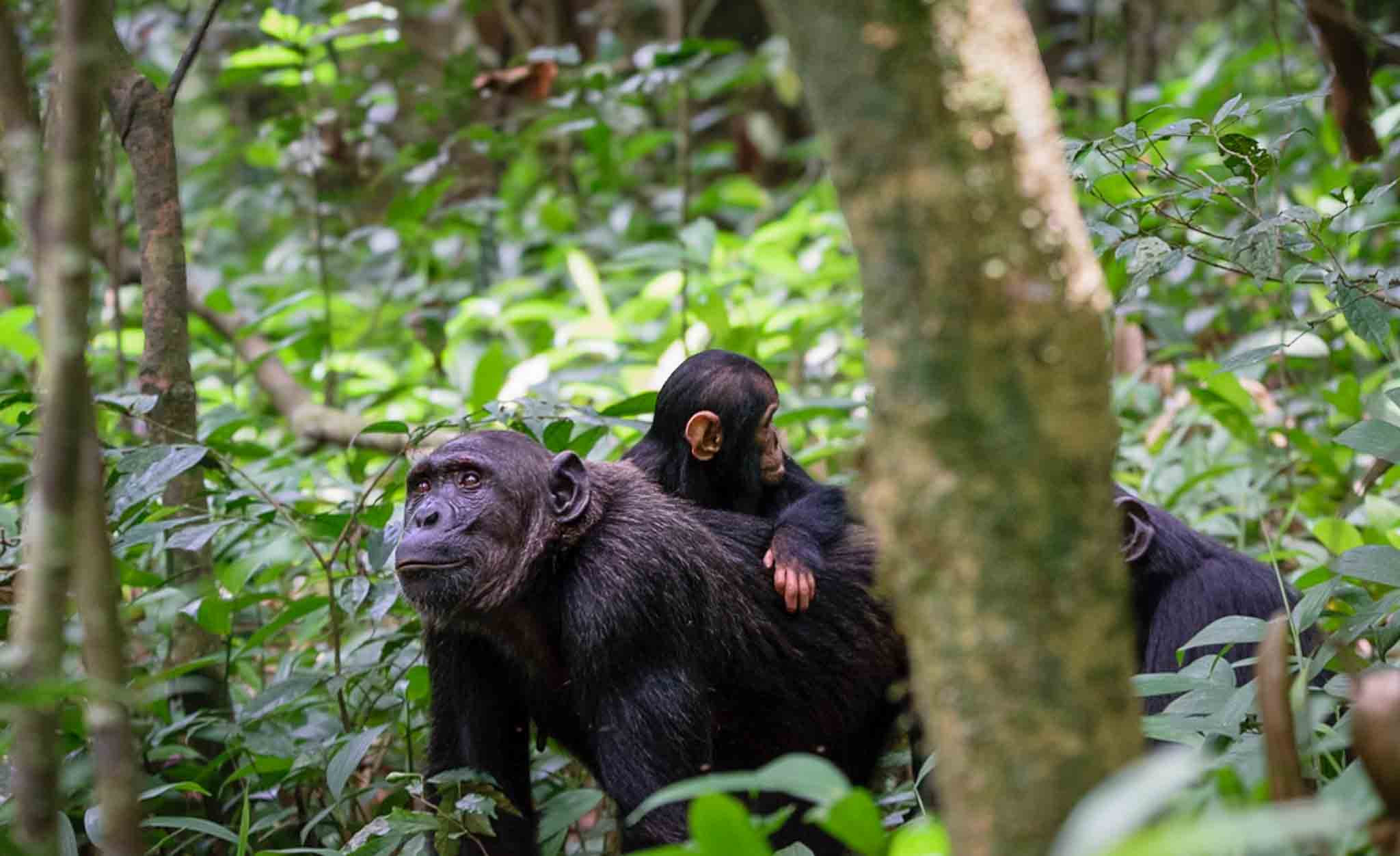 mother chimpanzee and her baby Kibale forest