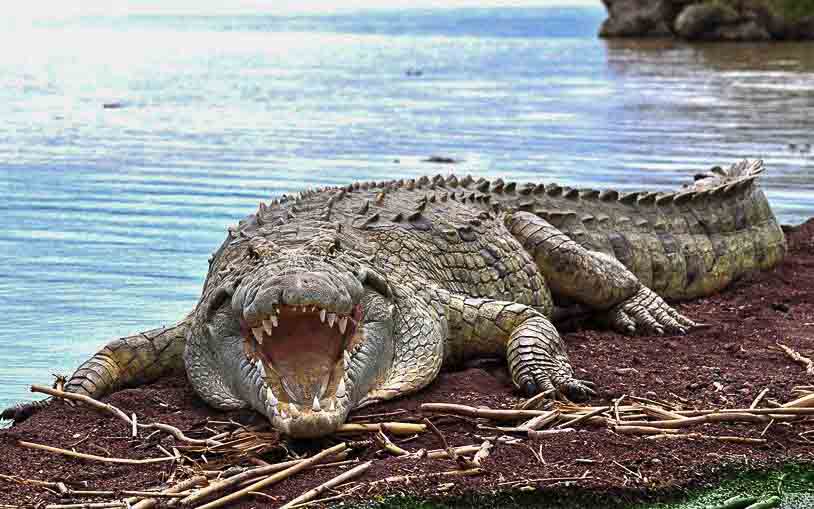 Nile crocodile at Lake Chamo, Omo Valley, Ethiopia