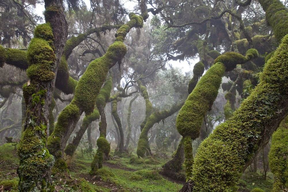 forest in the Bale Mountains