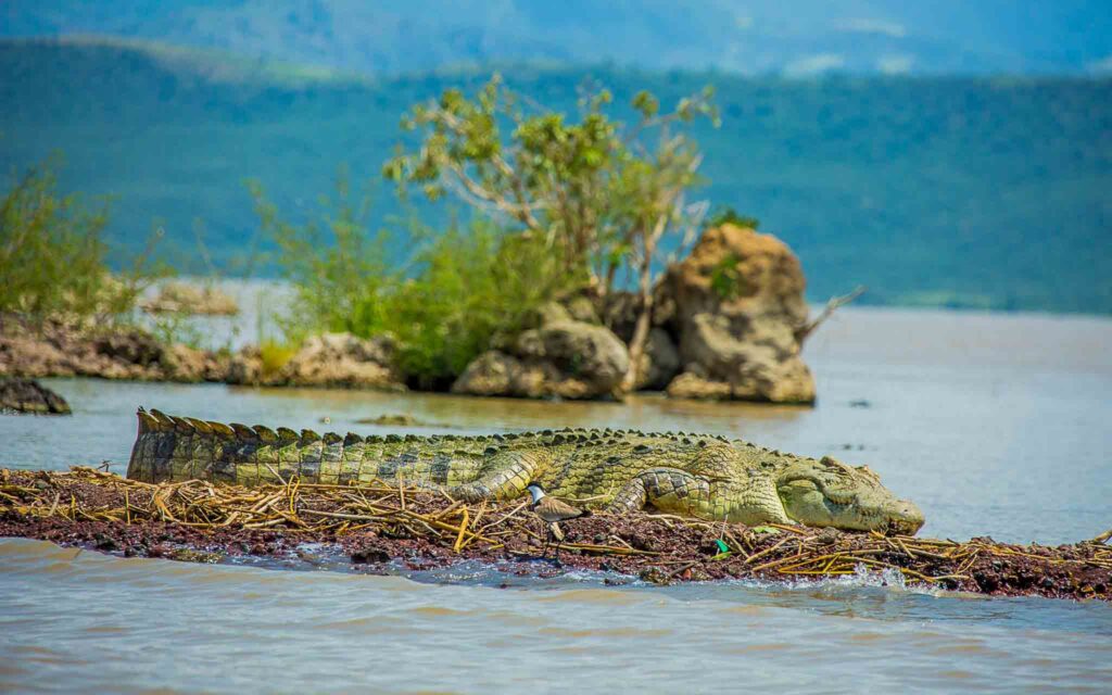 Nile crocodile Lake chamo