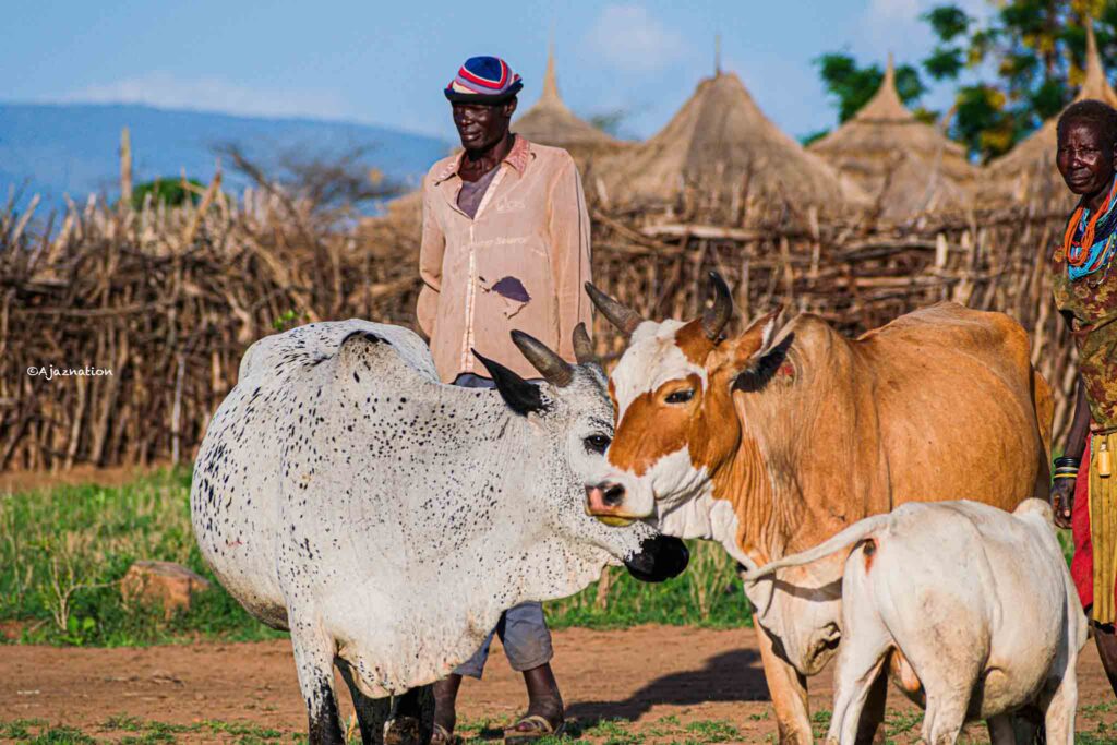 Three beautiful cows showing casing while in Manyatta Homes of the karimajongs