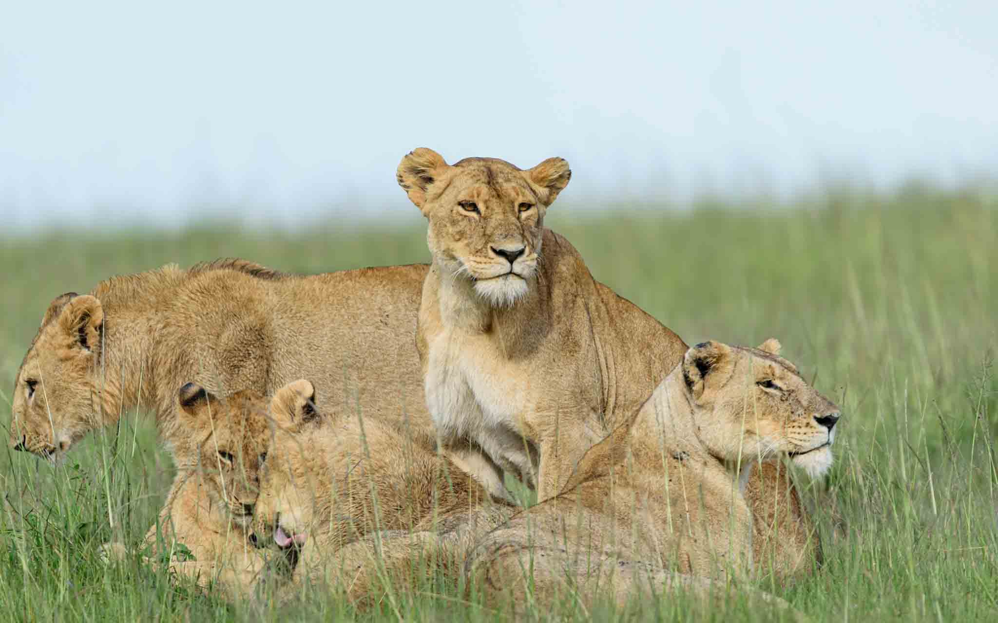 4 lions of mara triangle