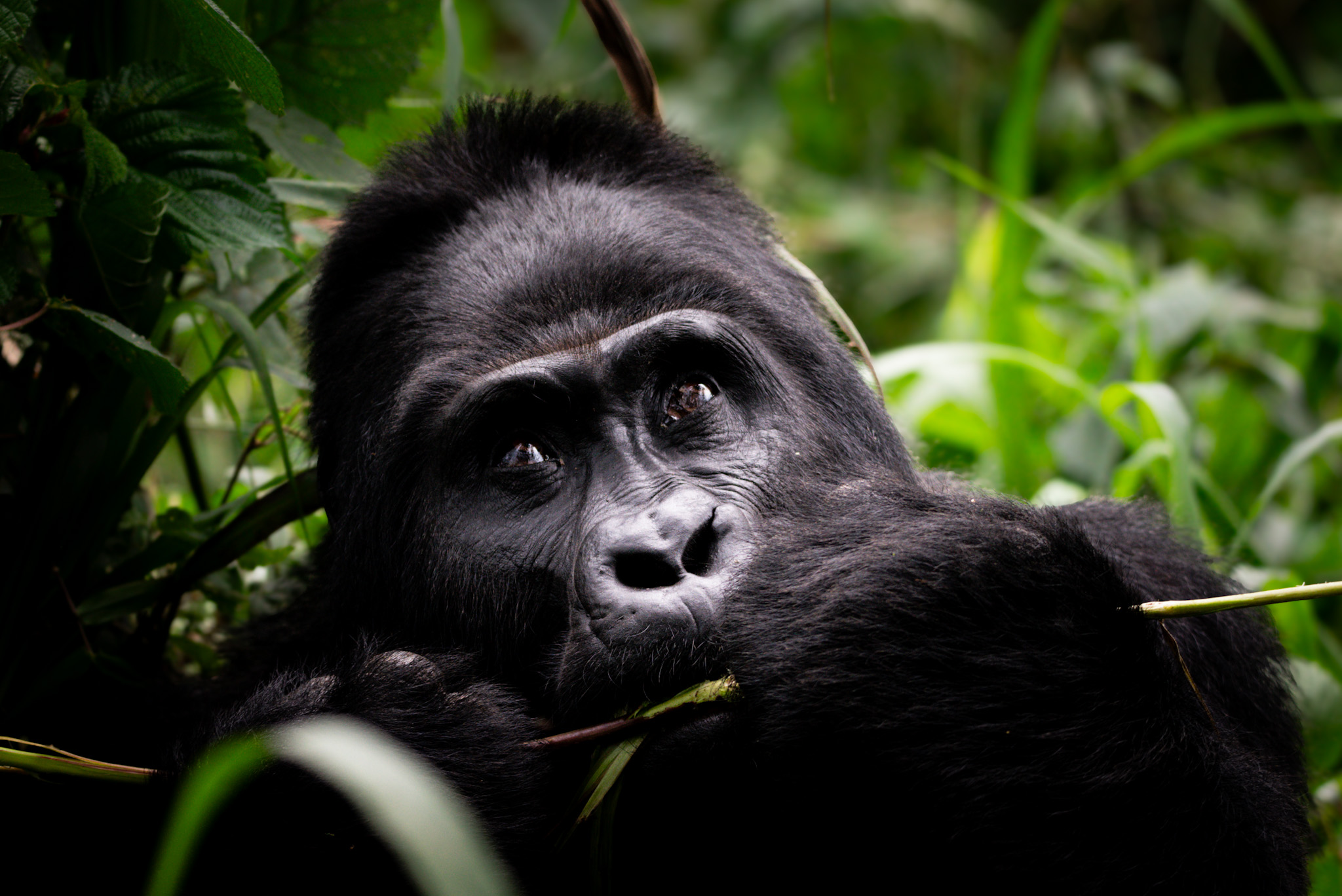 an adult male mountain gorilla