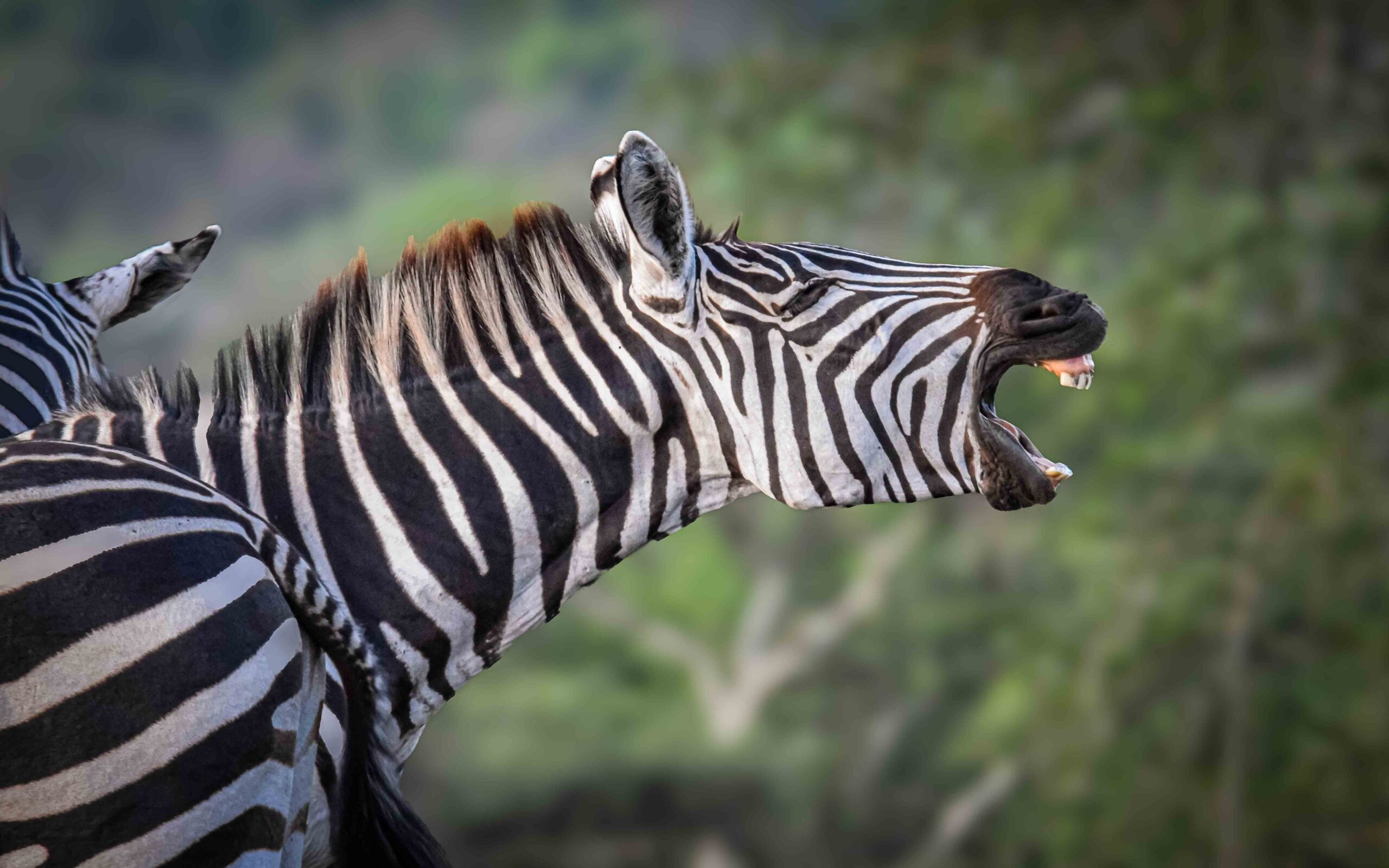 This common zebra at lake Mburo made us laugh it was showing all his dental formula
