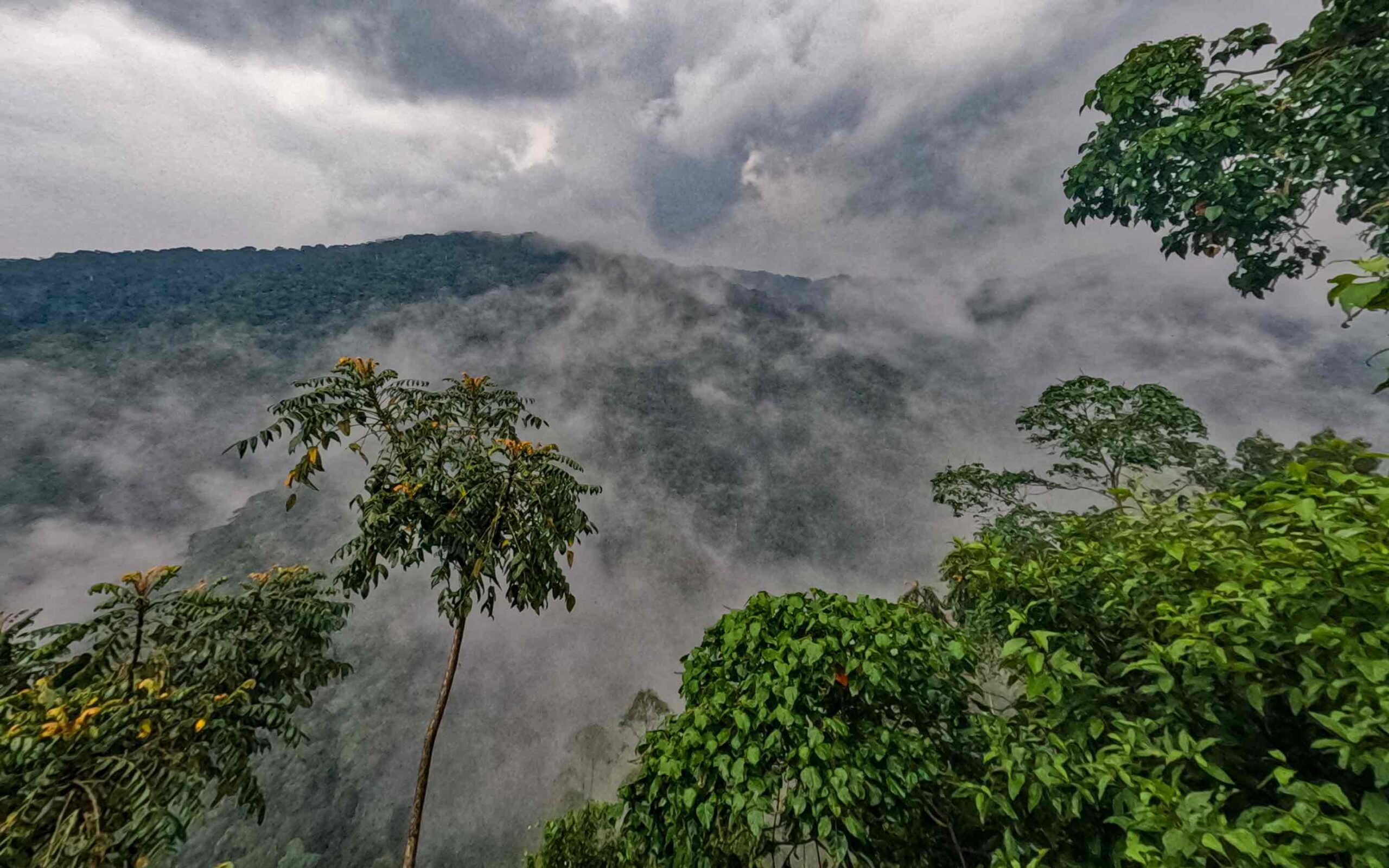 Bwindi Forest seen from above