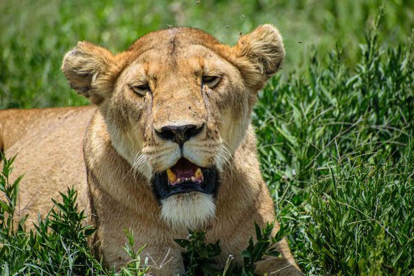 Lion in Arusha
