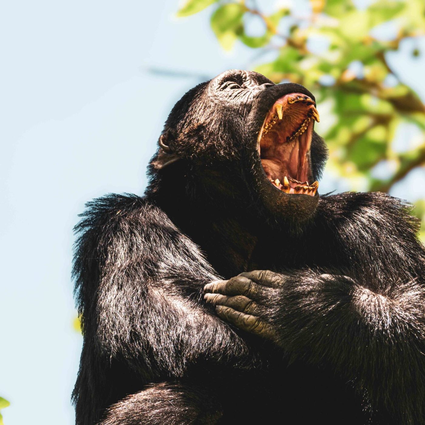 A fully grow up chimpanzee kibale forest