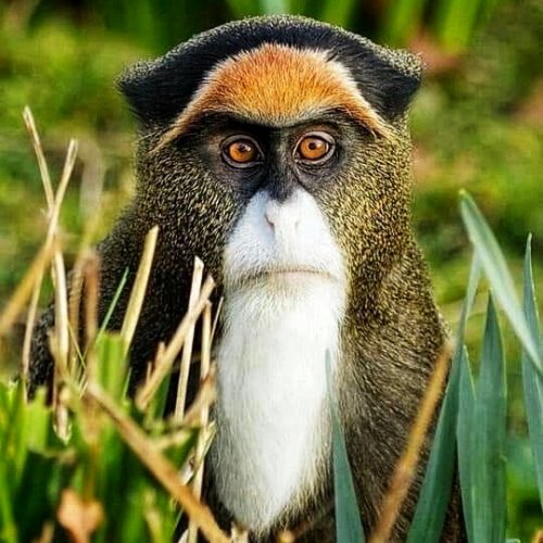 De Brazza's Monkey