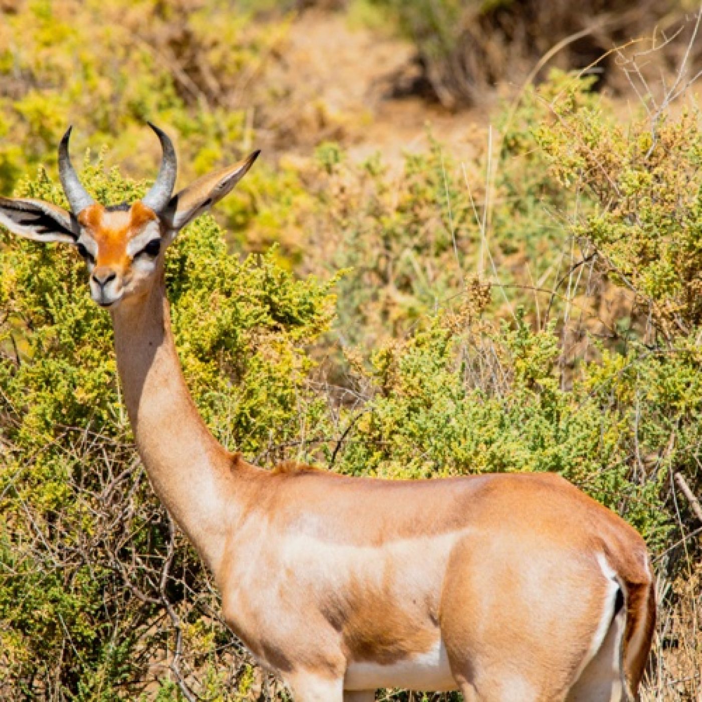 Gerenuk antelope