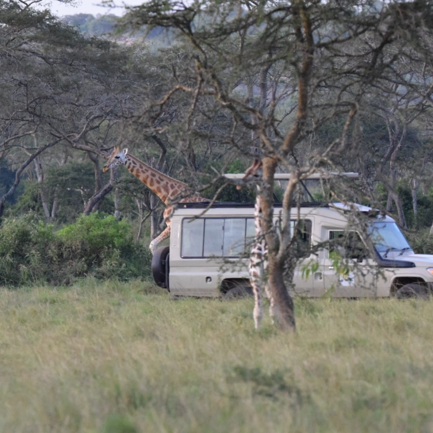 A Rothschild giraffe passing by safari jeep in lake Mburo National Park