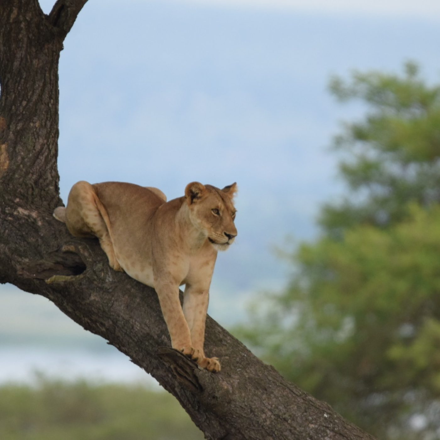 lioness Murchison falls park