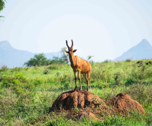 Jackson's hartebeest kidepo valley national park