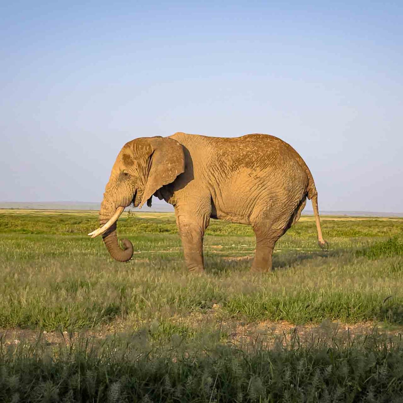 elephant of amboslei