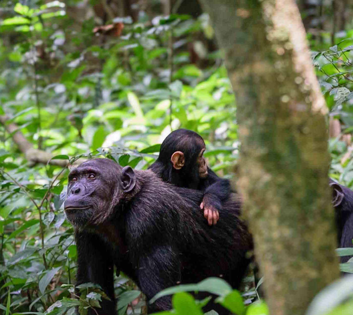 mother chimpanzee and her baby Kibale forest