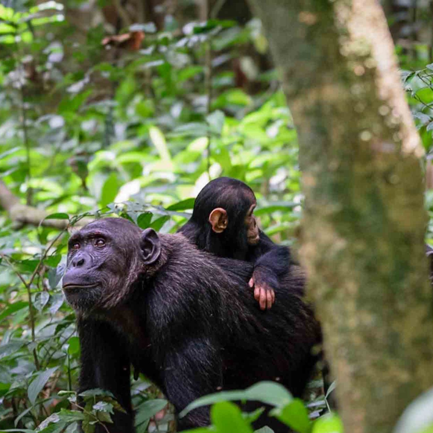 mother chimpanzee and her baby Kibale forest