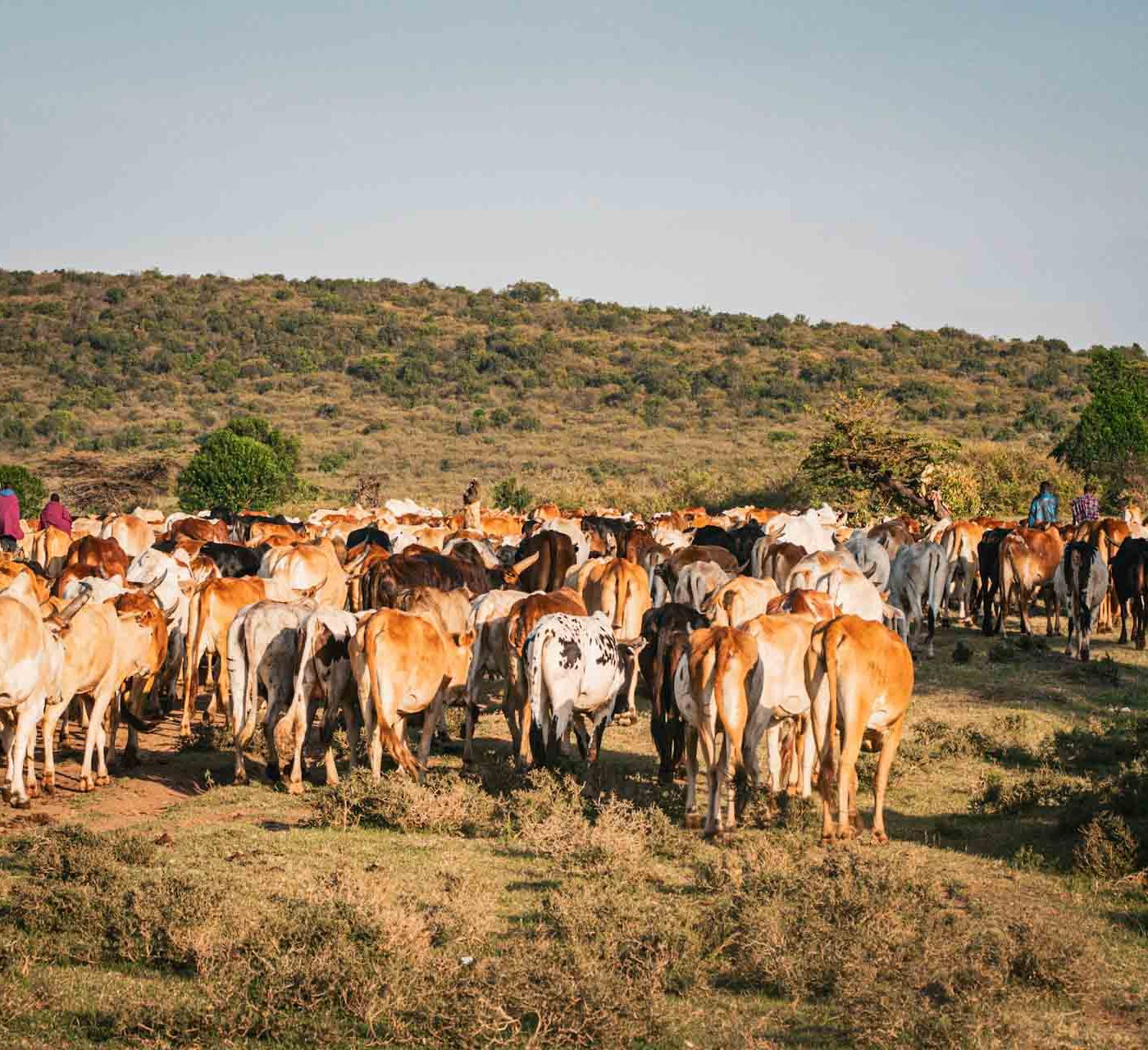 The Masai herds of cattle