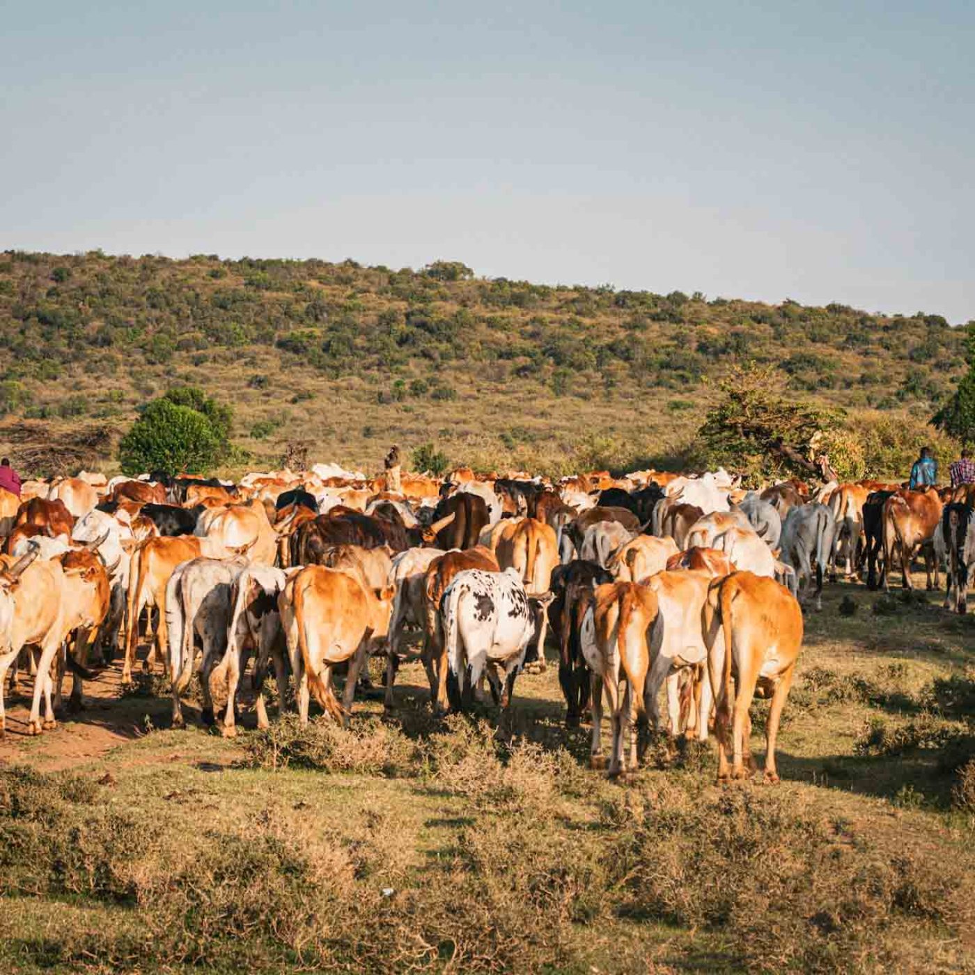 The Masai herds of cattle