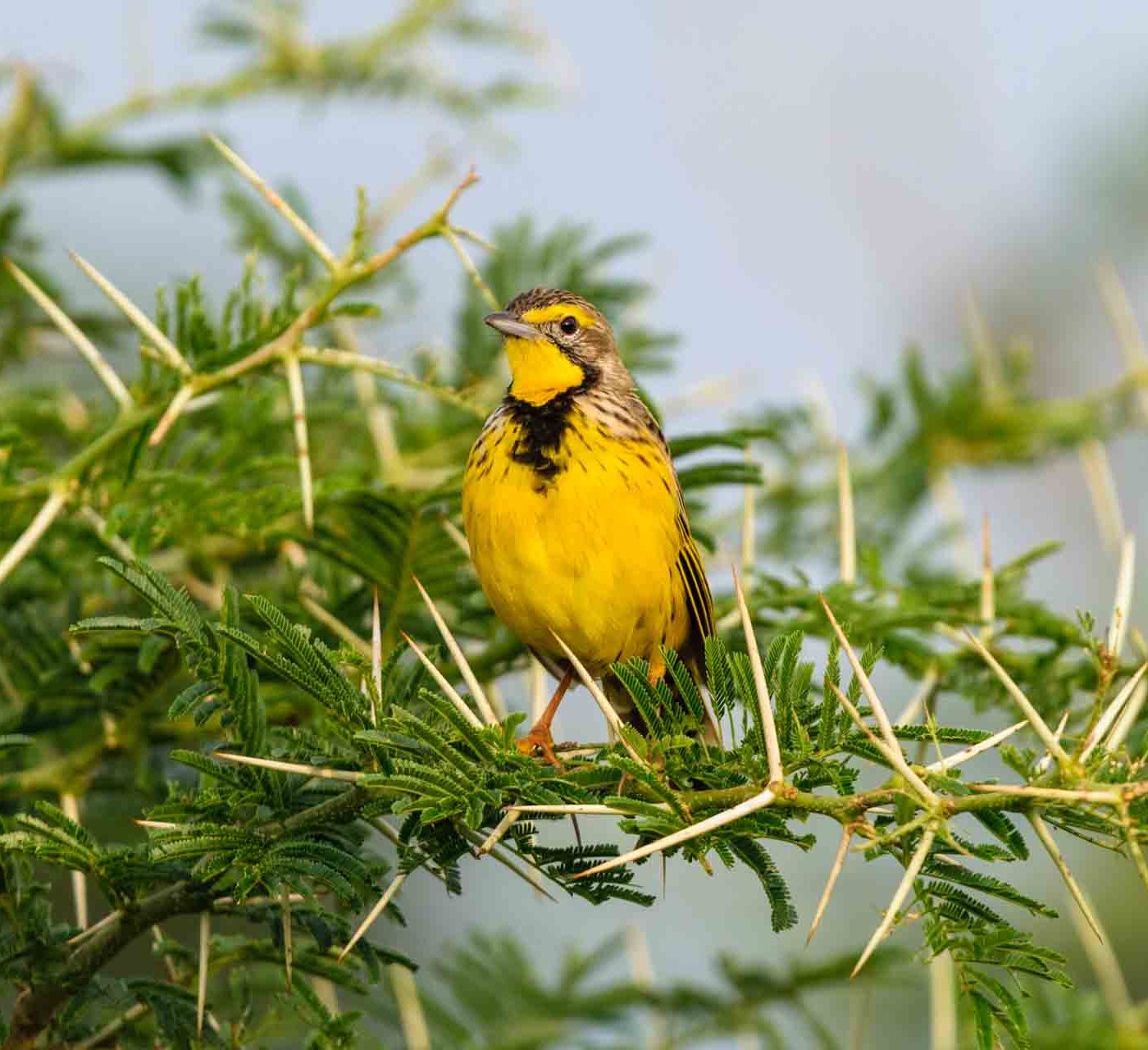 Yellow-throated Longclaw a ground dweller that often jumps non top of bushes an fences