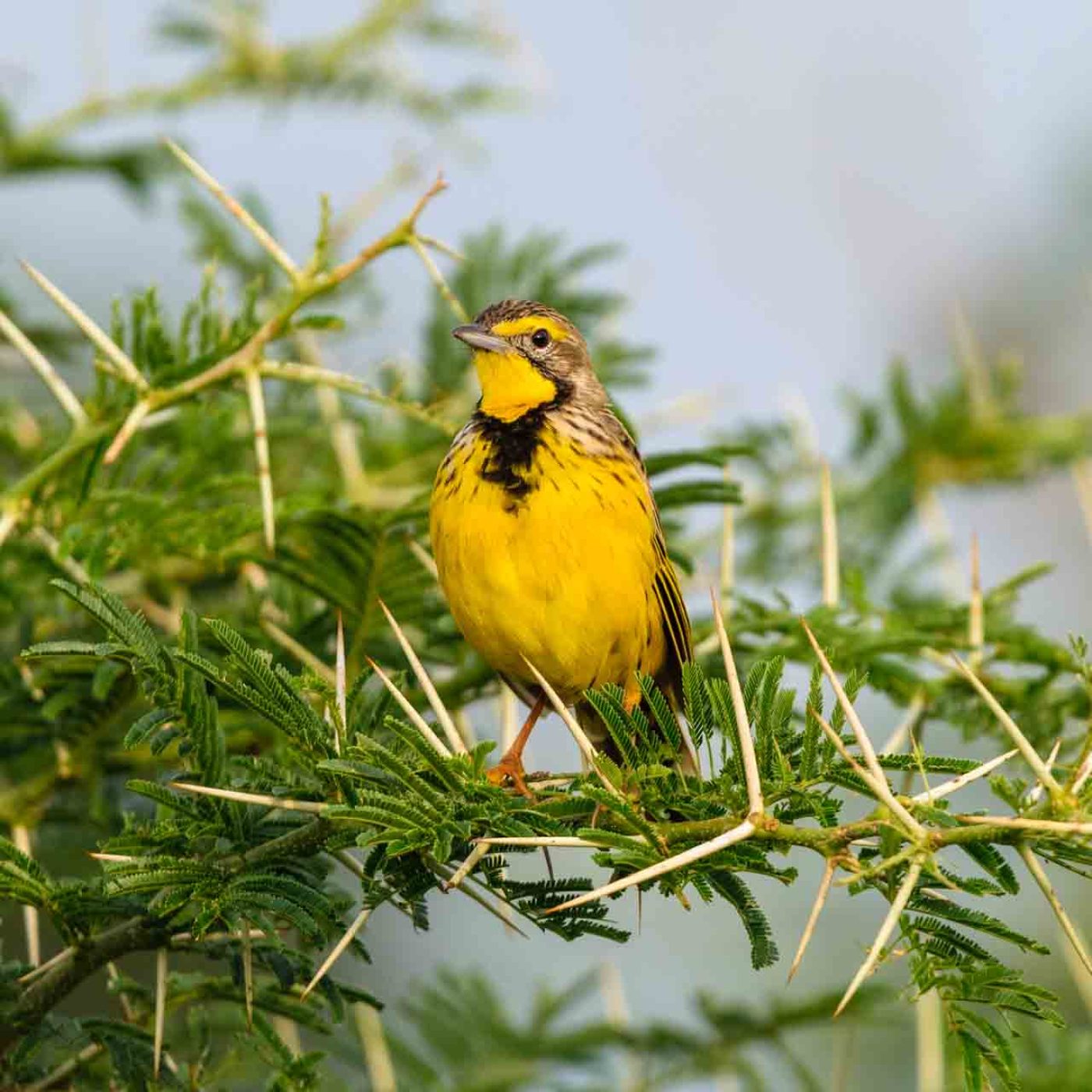 Yellow-throated Longclaw a ground dweller that often jumps non top of bushes an fences