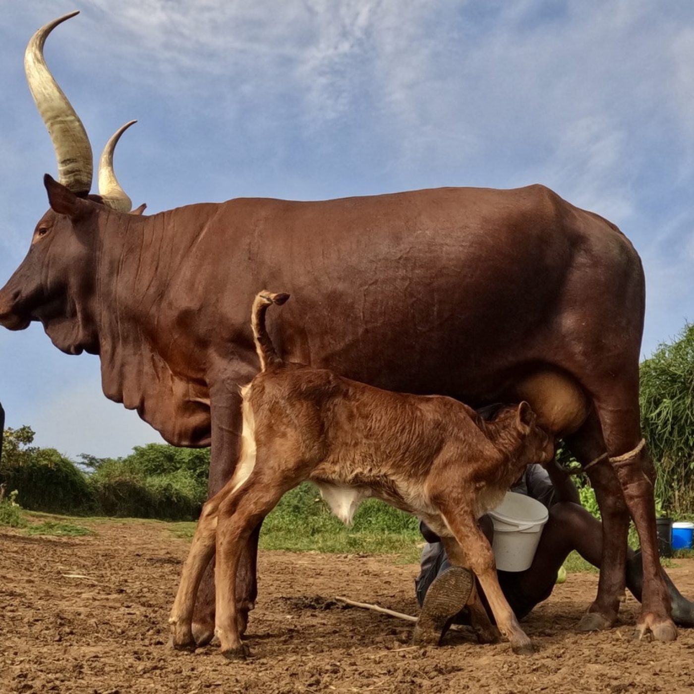 Ankole cow