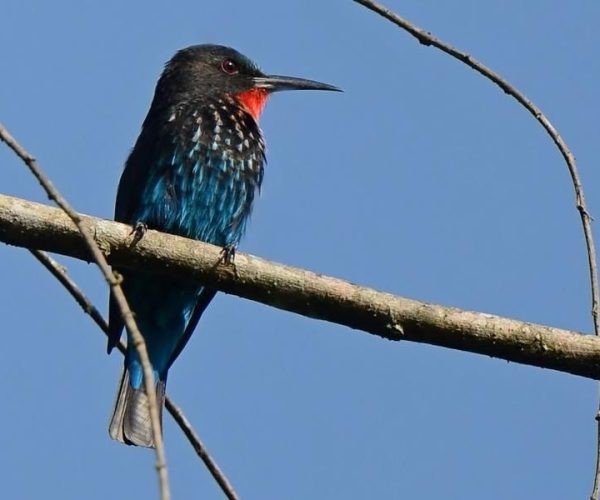 black bee eater kibale