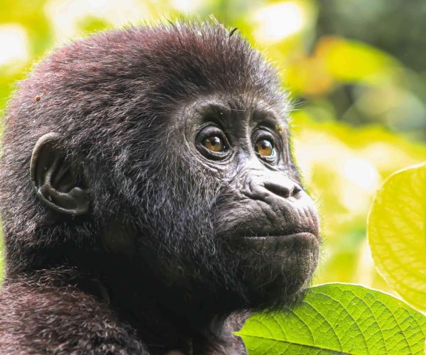 bwindi impenetrable national park