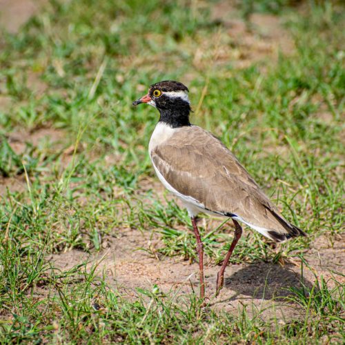 crowned lapwing Murchison