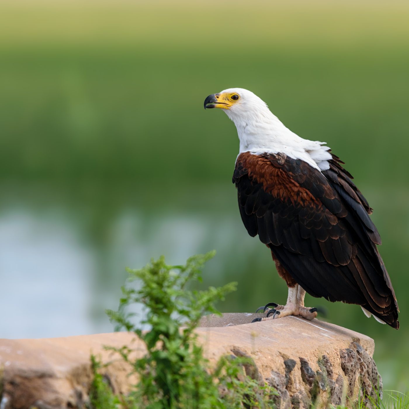 The African Fish Eagle is the most photographed bird of prey in Africa