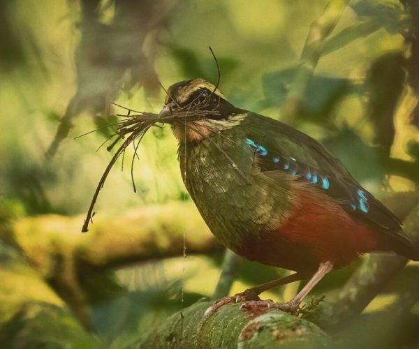 green breasted pitta Kibale