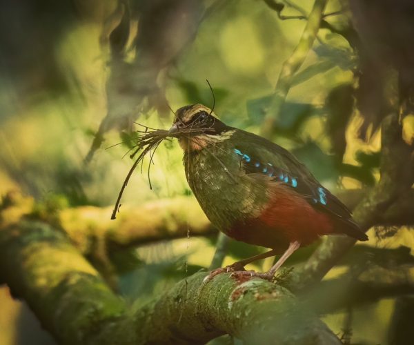 green breasted pitta Kibale