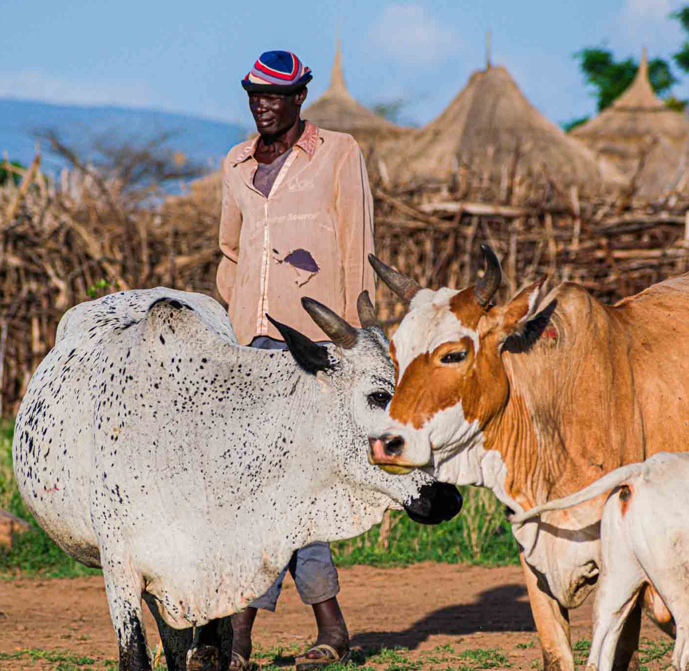 Karimajong tribesmen herding cattle in rural Uganda