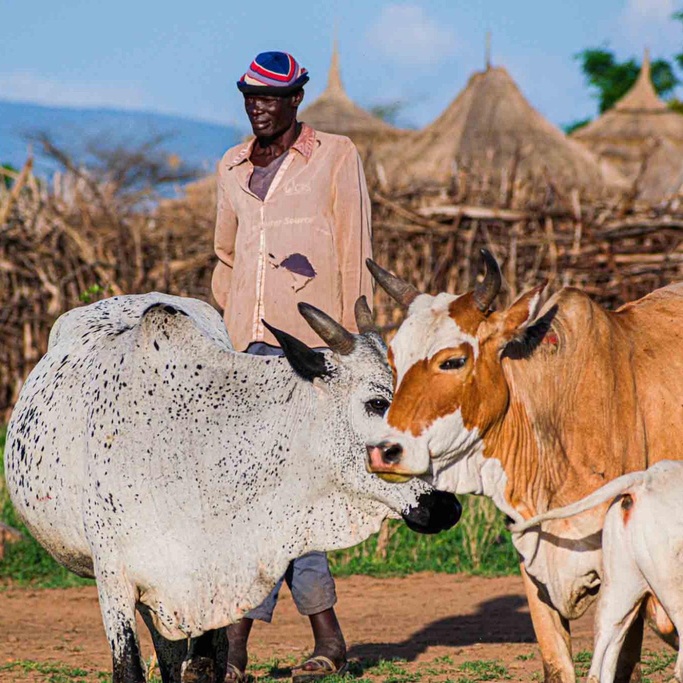 Karimajong tribesmen herding cattle in rural Uganda