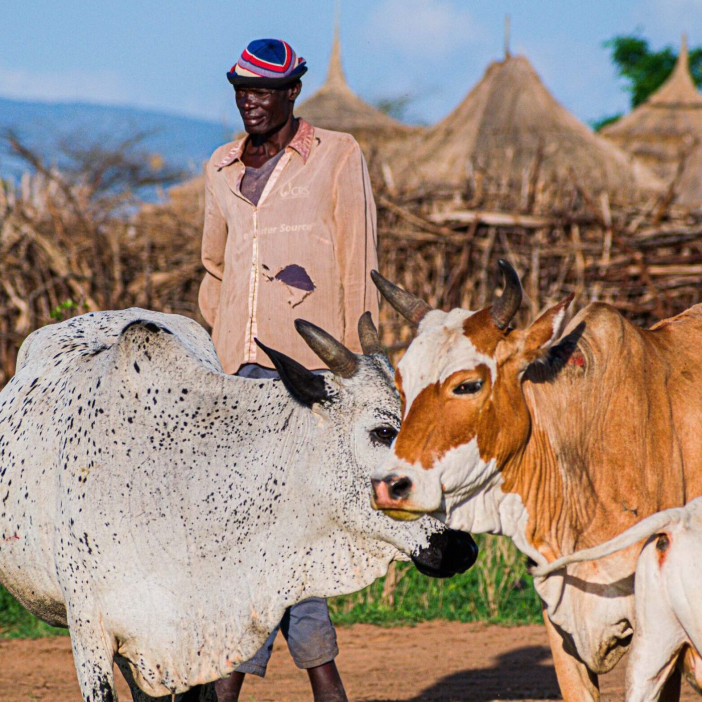 Three beautiful cows showing casing while in Manyatta Homs of the karimajongs