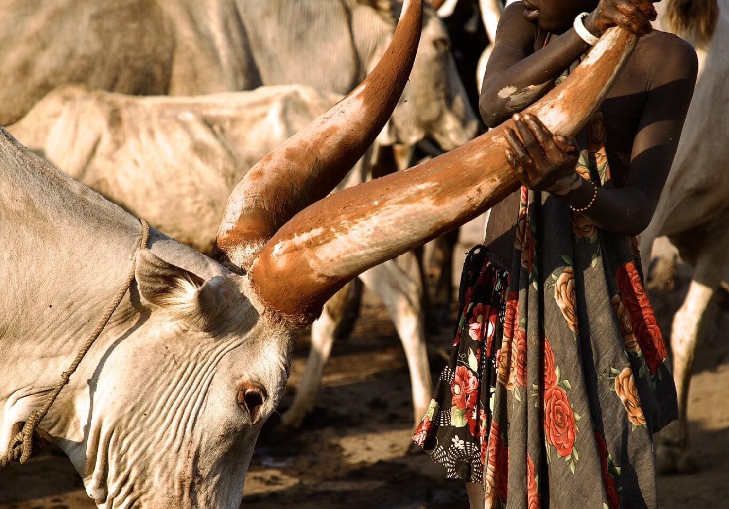 Mundari and Dinka people with their cattle, South Sudan