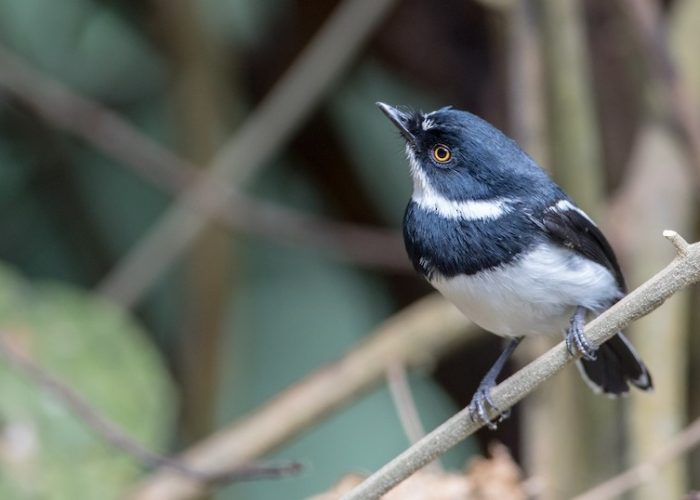 rwenzori Apalis