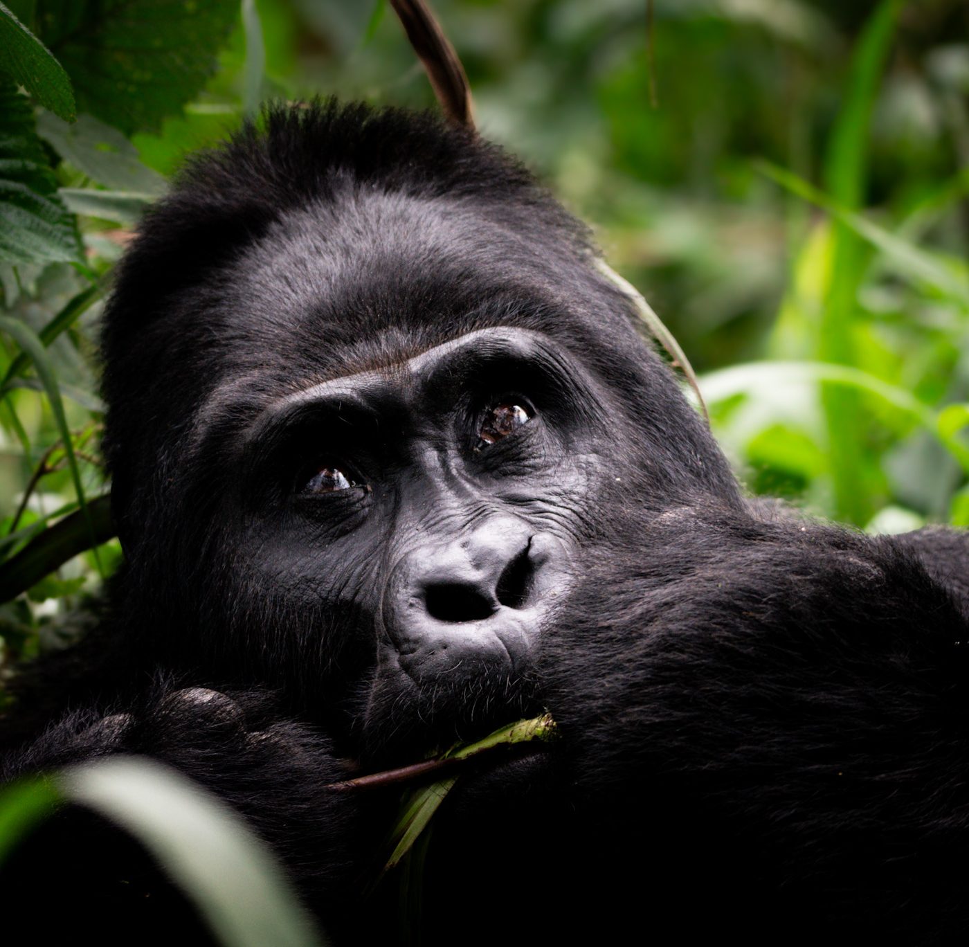 an adult male mountain gorilla