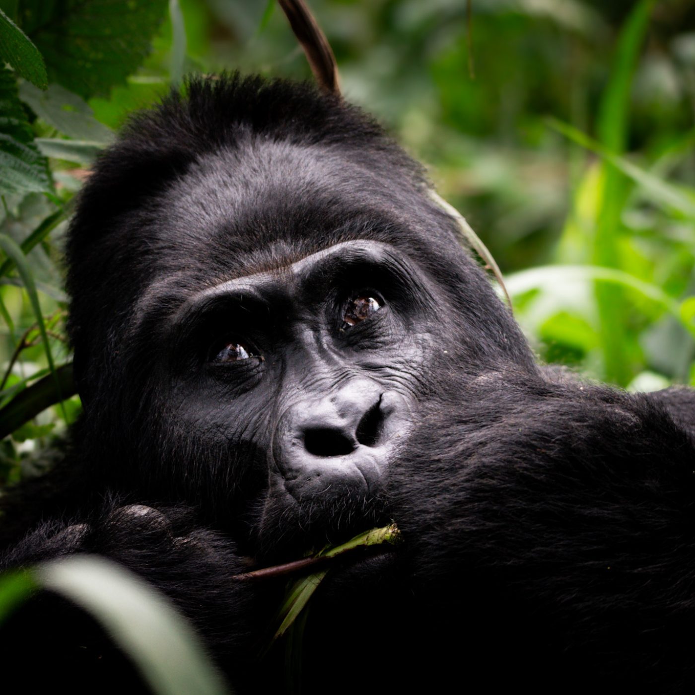 an adult male mountain gorilla