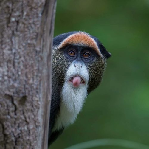 the De Brazza's Monkey