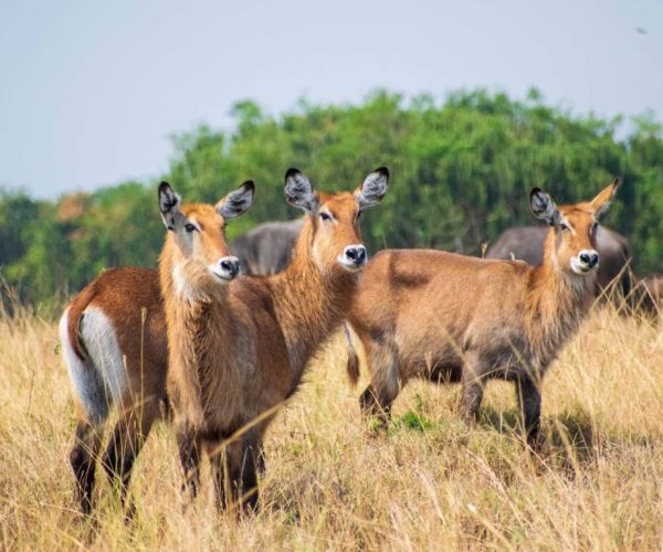 female waterbucks