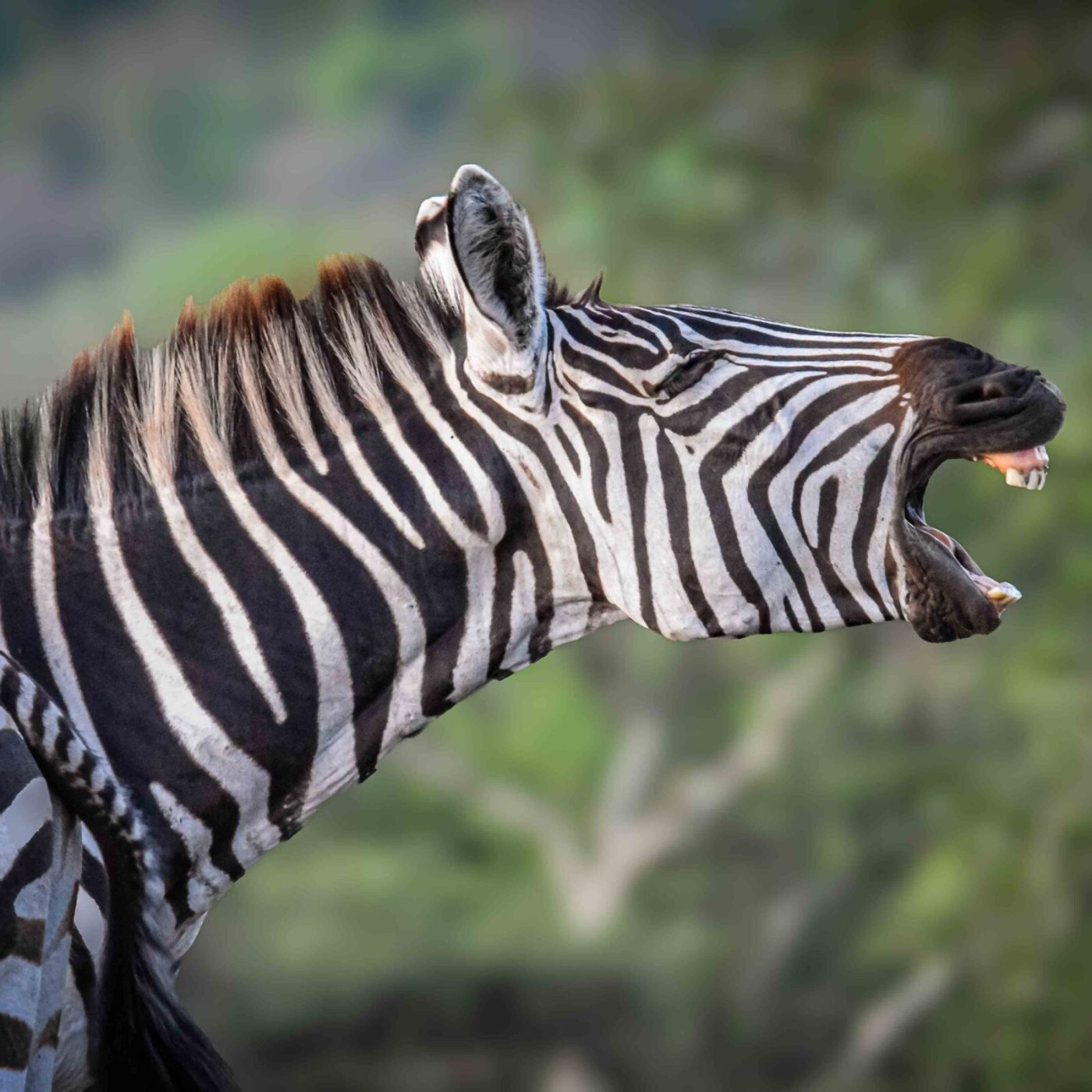 This common zebra at lake Mburo made us laugh it was showing all his dental formula